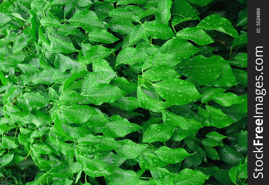 Wet Ivy Leaves With Water Drops