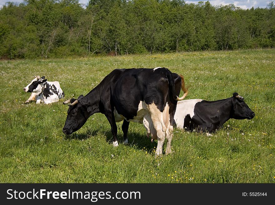 Three spotty cows pasturing on a meadow