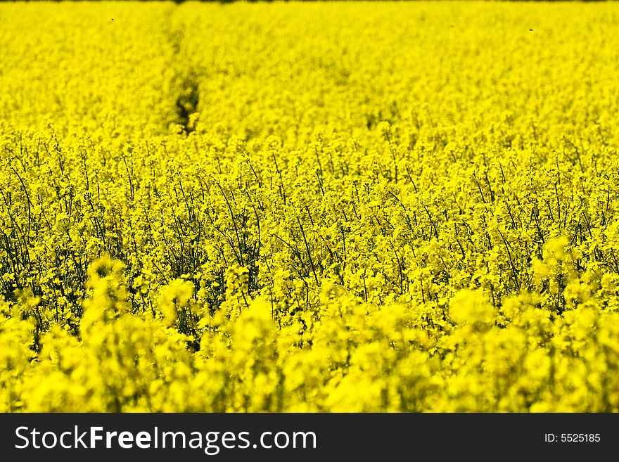 Rape field in beautiful yellow colors. Rape field in beautiful yellow colors