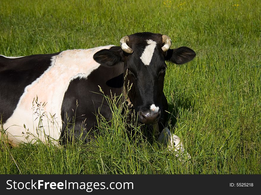 Spotty cow lying on the grass