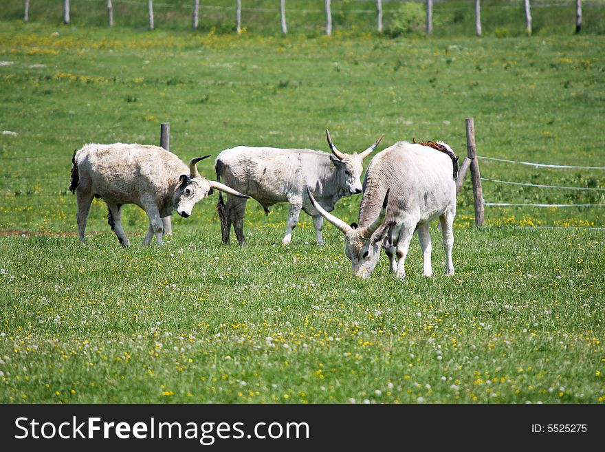Four aboriginal, traditional Hungarian gray cattles. Four aboriginal, traditional Hungarian gray cattles