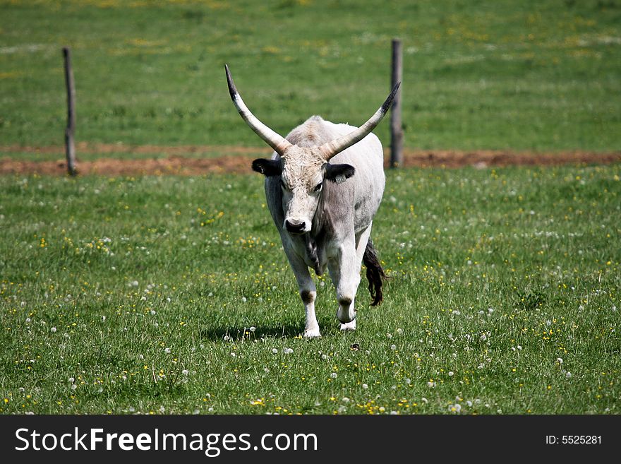 Aboriginal, traditional Hungarian gray cattle. Aboriginal, traditional Hungarian gray cattle