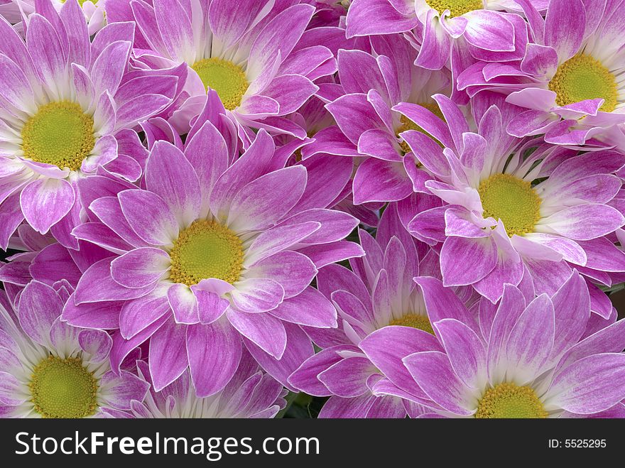 Flower Background - bunch of pink Chrysanthemums. Flower Background - bunch of pink Chrysanthemums