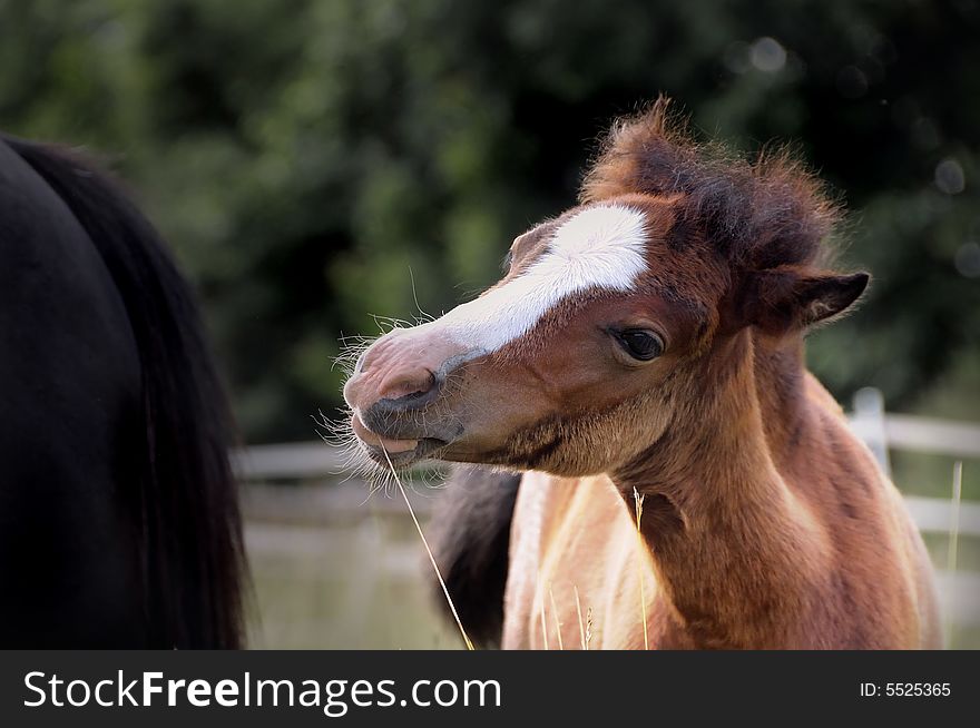 A three-month old bay Welsh pony. A three-month old bay Welsh pony.