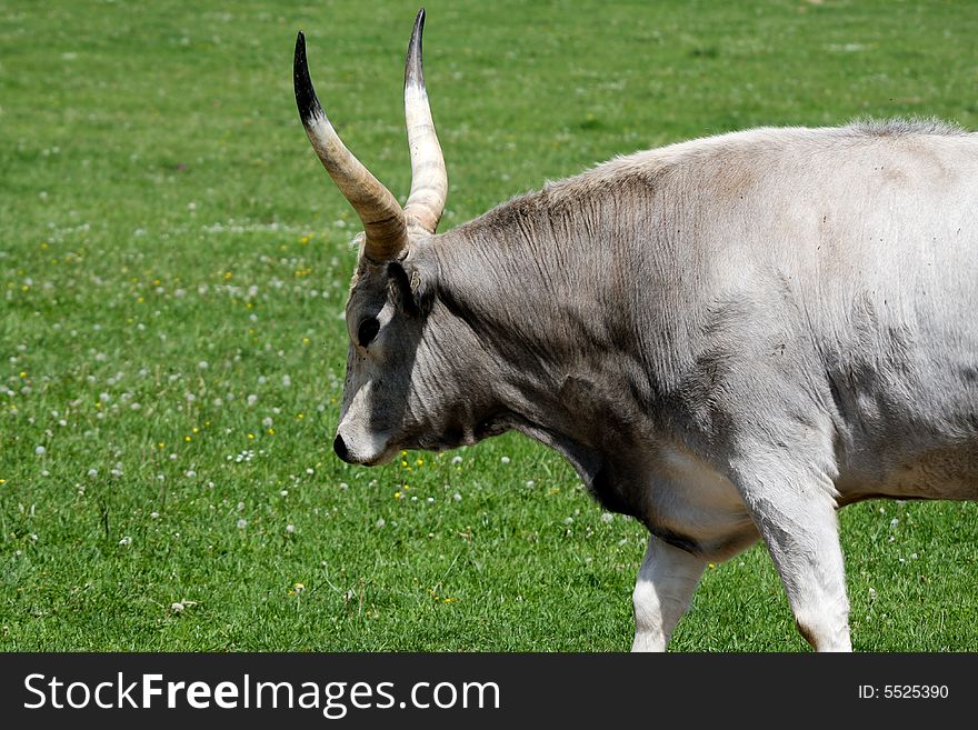 Aboriginal, traditional Hungarian gray cattle. Aboriginal, traditional Hungarian gray cattle