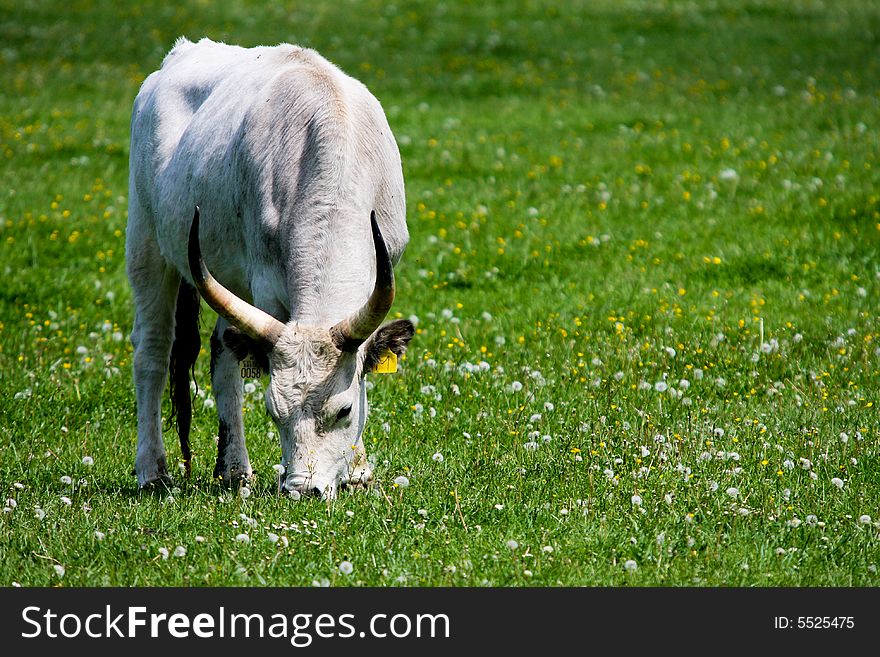 Aboriginal, traditional Hungarian gray cattle, grazing. Aboriginal, traditional Hungarian gray cattle, grazing
