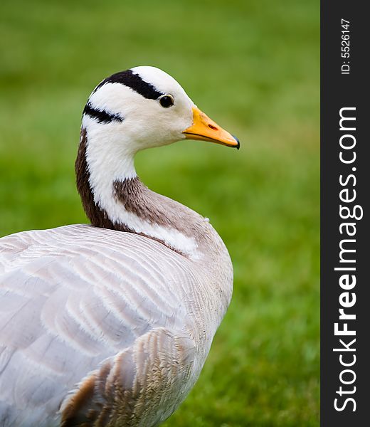 Profile of a colorful duck. Profile of a colorful duck