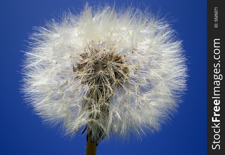 Close-up dandelion on blue sky background