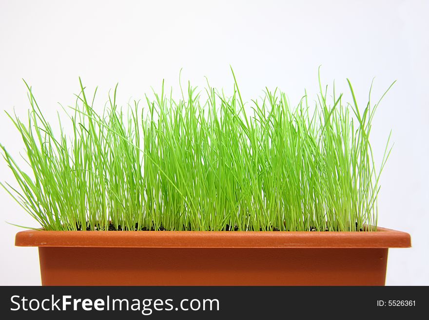 Isolated young green grass in flowerpot on white background. Studio.