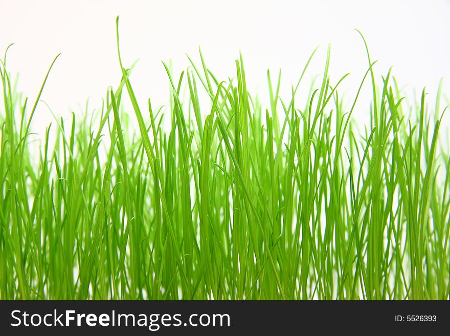 Isolated young green grass on white background. Studio.