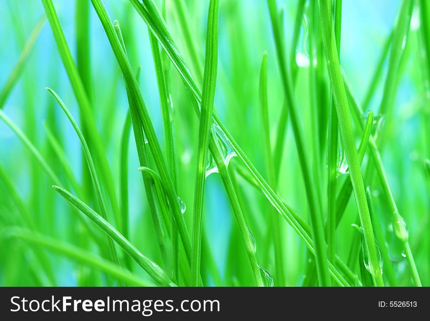 Morning dew on green grass. Macro.