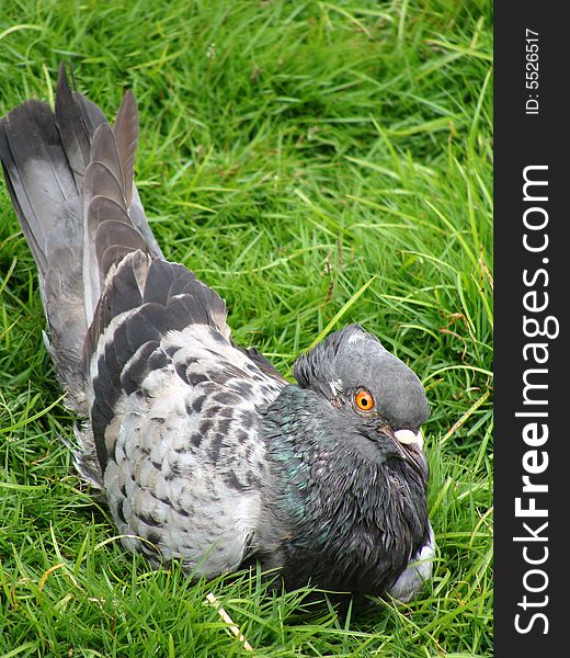 A pigeon bird on the grass