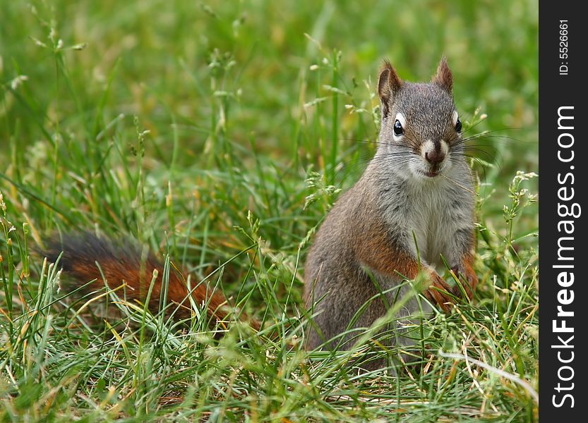 Squirrel In The Grass
