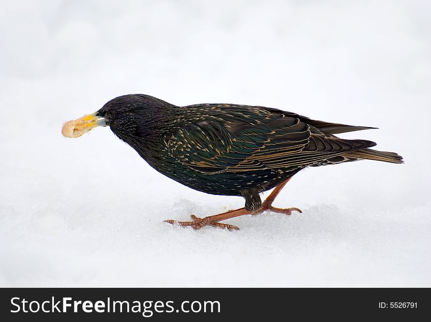 Starling on snow