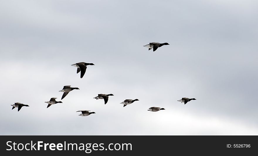 Covey of geese in blue sky fly southward. Covey of geese in blue sky fly southward