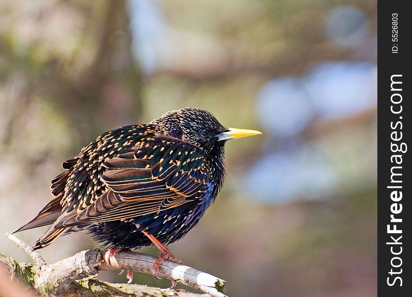 A starling sitting on a branch