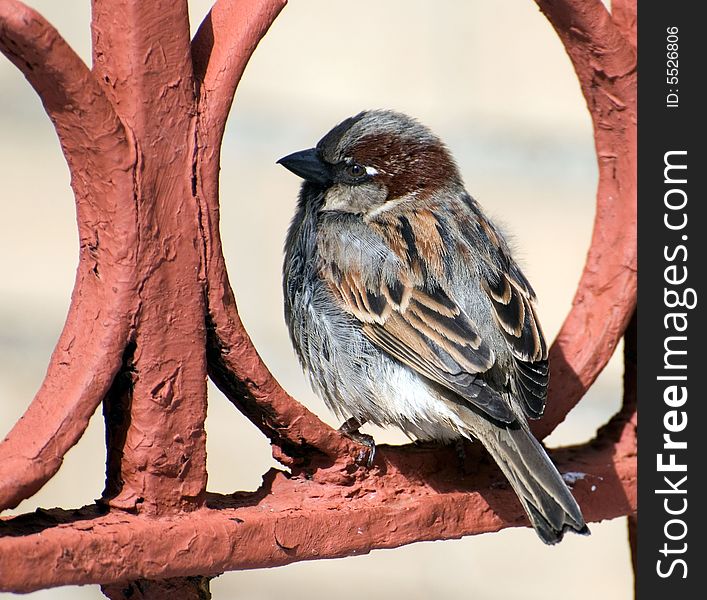 Sparrow rests on red fence