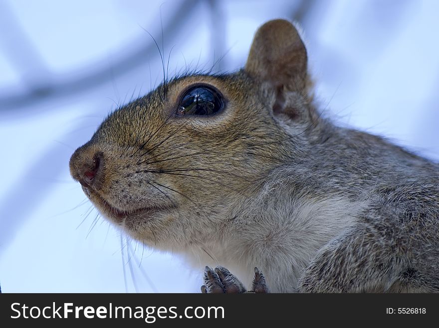 Portrait of the thoughtful squirrel on a branch. Portrait of the thoughtful squirrel on a branch