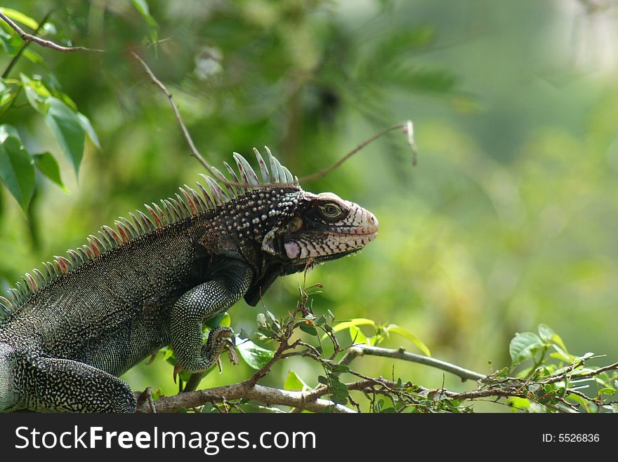 Iguana on the way out to the end of the branch