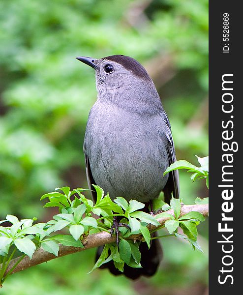 A catbird on a green branch rests after a labour day. A catbird on a green branch rests after a labour day