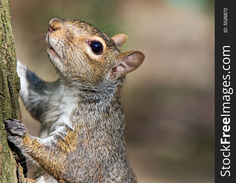 Squirrel climbing on a tree