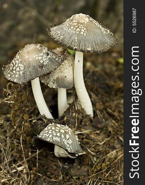 A small group of fresh mushrooms in the morning light. A small group of fresh mushrooms in the morning light.