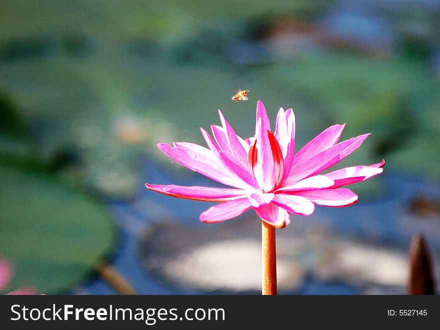 Blooming lotus flower attracts a bee. Blooming lotus flower attracts a bee