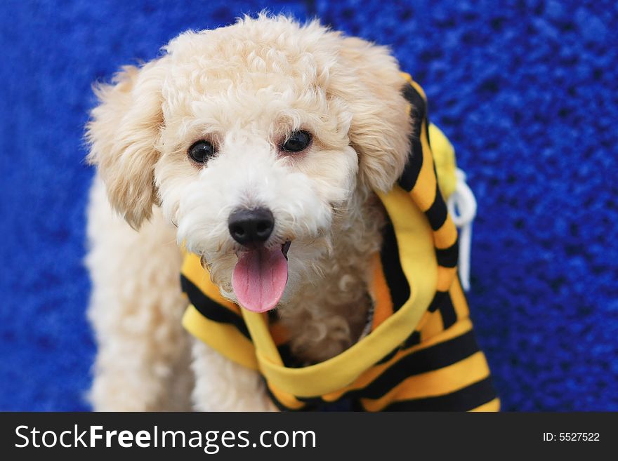 A cutie dog wearing yellow and black stripes shirt on blue background. A cutie dog wearing yellow and black stripes shirt on blue background.