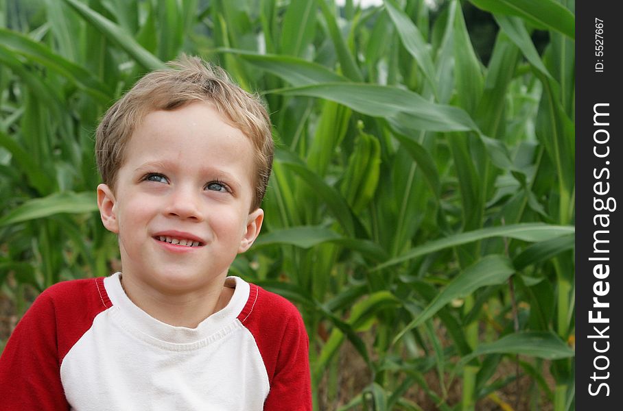 Cute little boy in the middle of a corn field. Cute little boy in the middle of a corn field