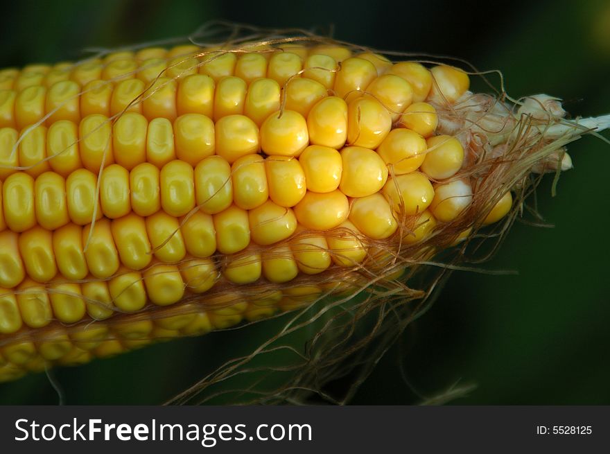 Closeup of an ear of corn with the husk stripped back. Closeup of an ear of corn with the husk stripped back.