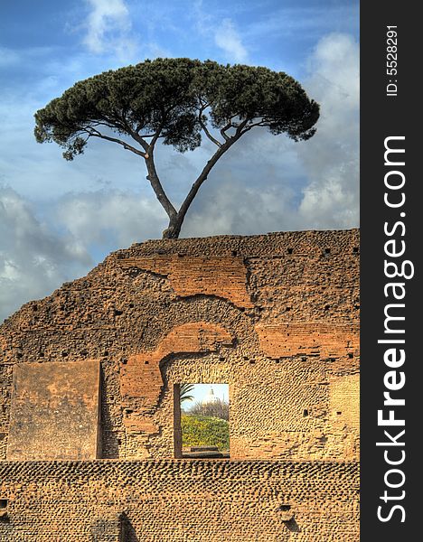 Lone tree over the ruins of a roman palace. St-Peters Basilica is visible through the window. Lone tree over the ruins of a roman palace. St-Peters Basilica is visible through the window.