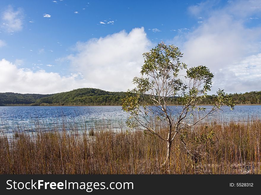 Lonely Tree By The Side Of The Tranquil Lake