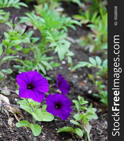 Blooming purple flowers in butchart garden, victoria, canada