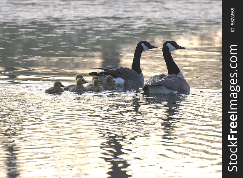 Canadian Geese and goslings out for a swim in a pond in the Mid-West. Canadian Geese and goslings out for a swim in a pond in the Mid-West.