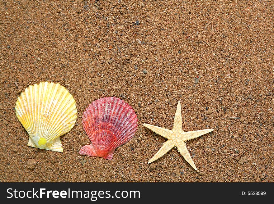 Seashells And Star On Sand