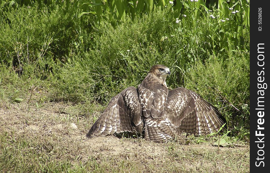 A Hawk in Indiana is guarding the prey (hidden by it's wing span) from other Hawks nearby. A Hawk in Indiana is guarding the prey (hidden by it's wing span) from other Hawks nearby.
