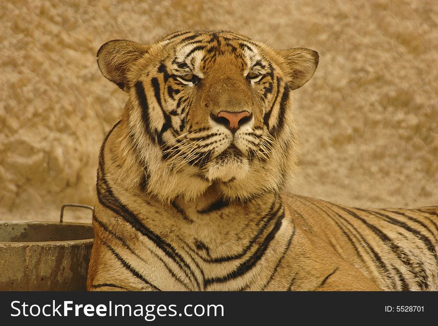 An adult Burmese Tiger staring at camera MS