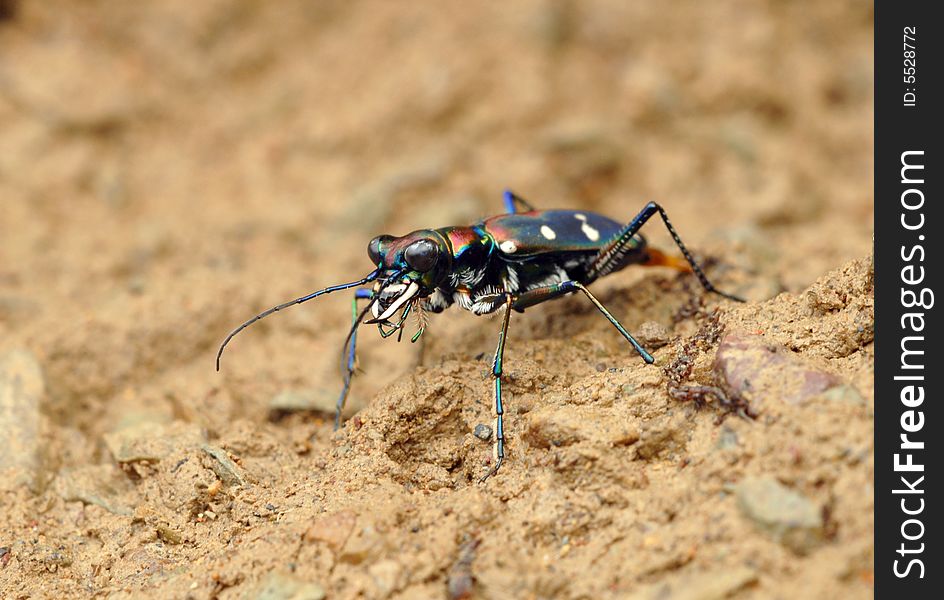 Frequently cicindela chinensis which moves in the muddy land