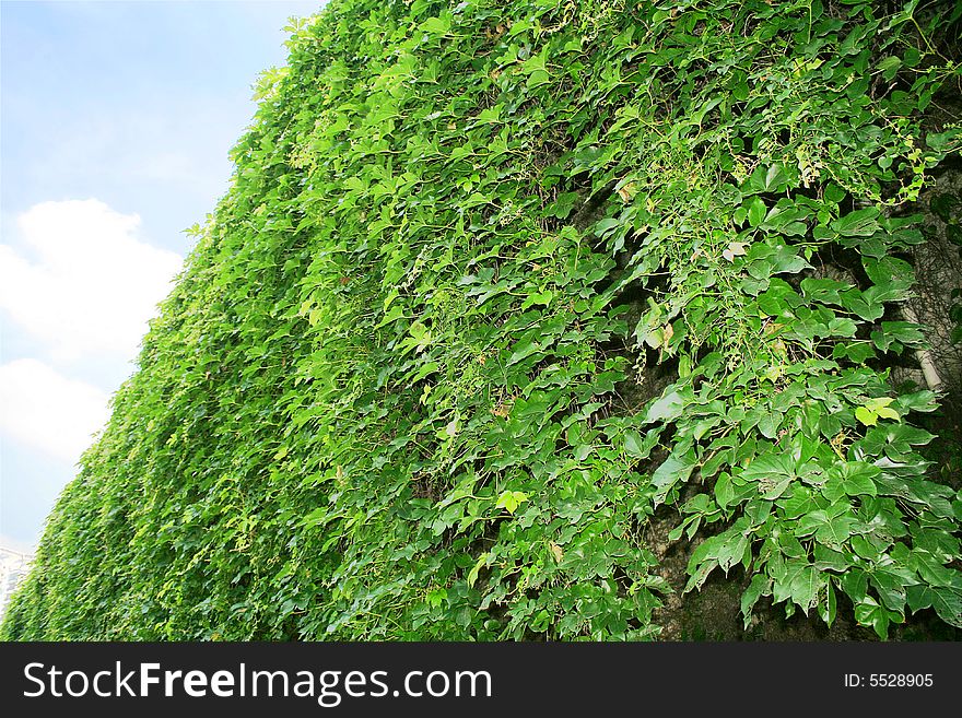 A great surface area of vine