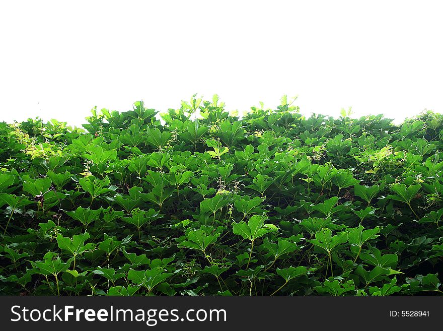 Vine facing to the sky