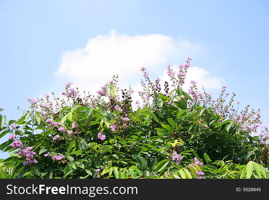 Tree ,flower ,with the whole sky accompanyed