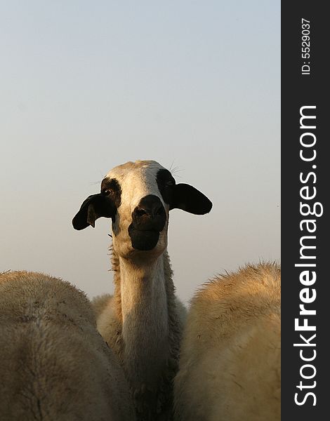 A beautiful potrait from a lady sheep in a field