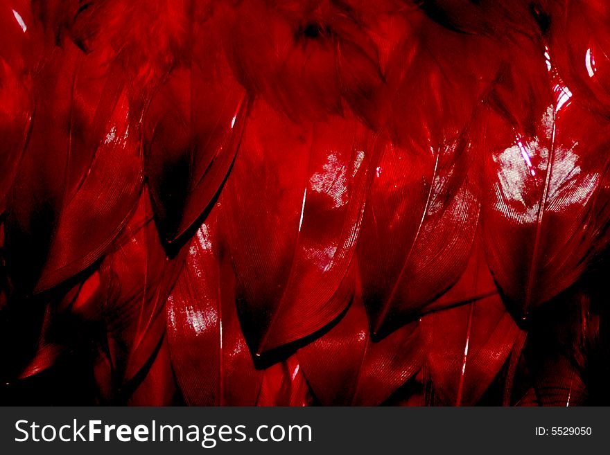 Texture dark red feather of the bird