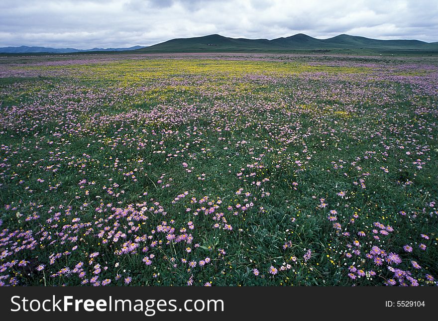 Spring flowers blooming in the grassland. Spring flowers blooming in the grassland.