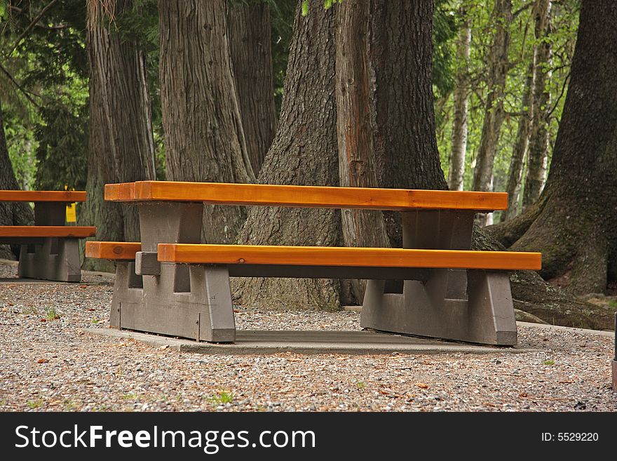 Picnic area at Lakelse Lake surrounded by old growth trees