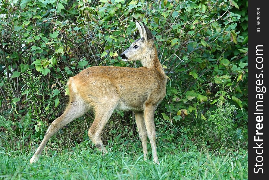 Roe deer. Russian wildlife, wilderness area.