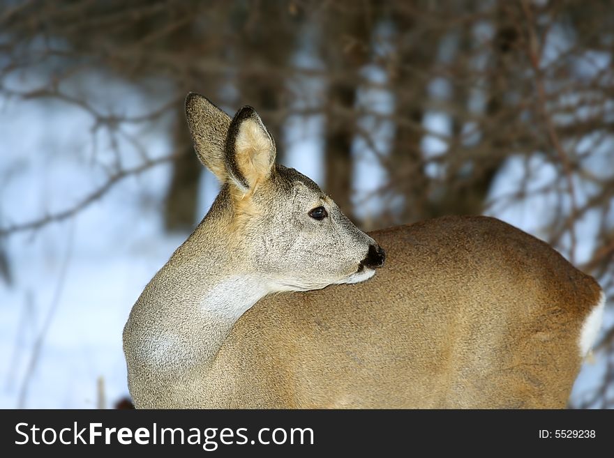 Roe deer. Russian wildlife, wilderness area.