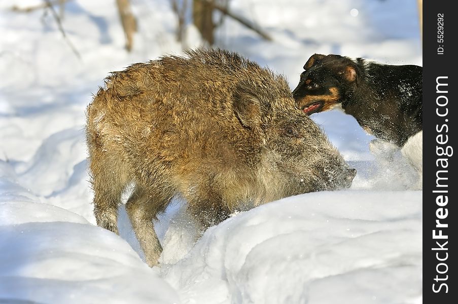 Wild boar hunting. Russian wildlife, wilderness area.