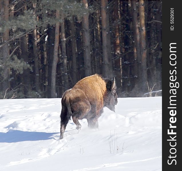 Bison. Russian wildlife, wilderness area.