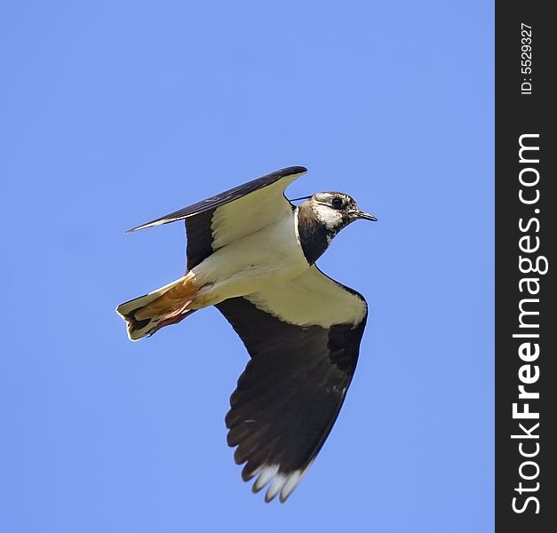 Lapwing in flight over the blue background